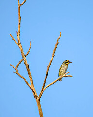 Isolated image of copper smith barbet bird, sitting on a dry tree branch.