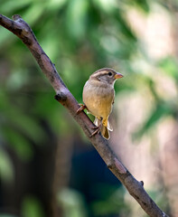 Isolated image of a female sparrow on tree branch with clear green background.