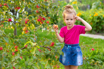 Portrait of children in an apple orchard. Little girl in a pink Tshirt and denim skirt, holding apples in her hands on the background of apple tree branches. Carefree childhood, happy child