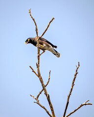 Common Myna bird sitting & shouting on dry tree branch with blue sky background.