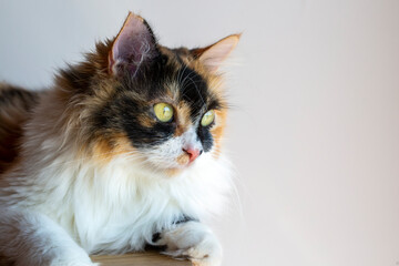 Long haired calico cat cute