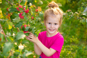 Portrait of children in the apple orchard. Little girl in a pink tshirt holding apples hanging on a branch. Carefree childhood, happy child