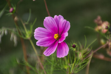 Obraz premium A Pink Cosmos