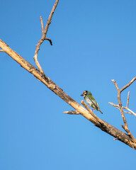 Isolated image of copper smith barbet bird, sitting on a dry tree branch .