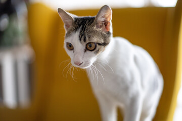 young white-gray cat - 377374134