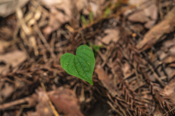 森の中のハートの葉っぱ　オニドコロ