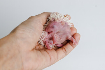 Baby hedgehog in a hand on white background