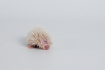 Baby hedgehog on isolated white background