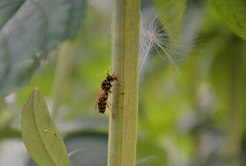 wildbiene am blumenstängel