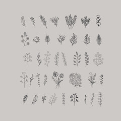 Hand Drawn Vector Floral elements. Botanical Illustrations. Herbs and Flowers. 