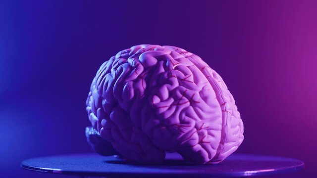 Observe the human brain in a variety of light colors
