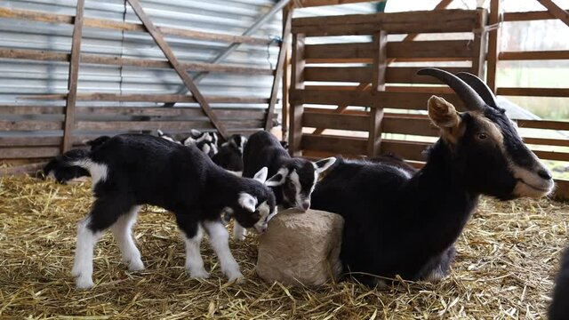 Zicklein spielen am Leckstein im Ziegenstall mit Stroh