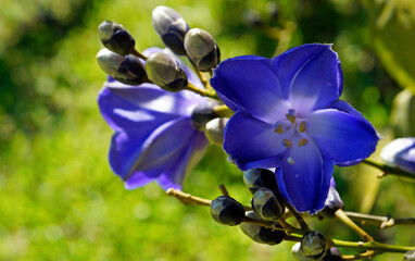 Fototapeta na wymiar Blue flowers (Maripa violacea), Rio de Janeiro, Brazil