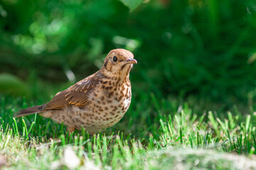 Song thrush bird walking on the green grass in the garden. Blurred green background. Selective focus.