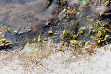 snow, ice and green sprouting plants in spring 