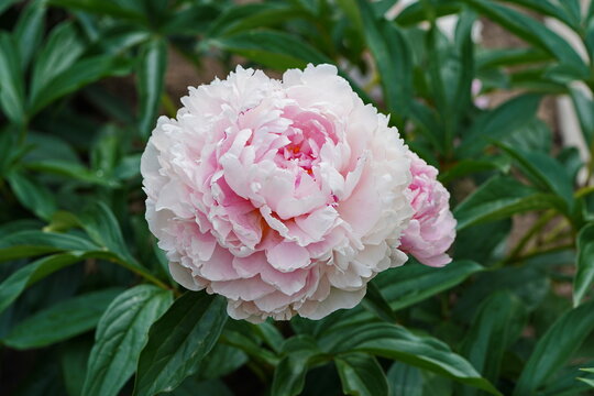 Pink peony in the summer at the dacha.