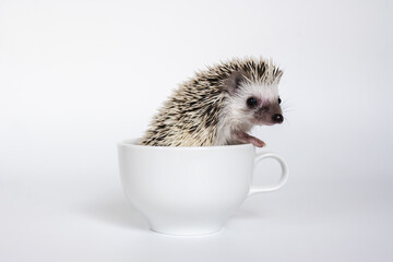 Cute baby hedgehog in a cup on white background