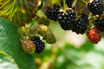 Blackberry berries on a green bush.