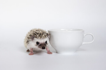 Cute baby hedgehog and a cup on white background