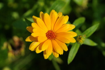 Yellow calendula flower in the summer garden.