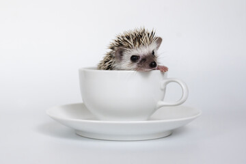 Cute baby hedgehog in a cup on white background © remiphotography