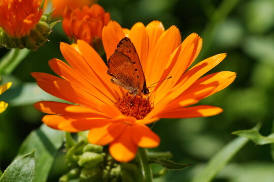 Calendula flower in the summer garden on which the butterfly sits.