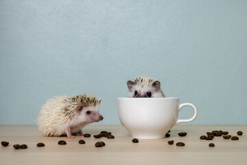Cute babies hedgehog and a cup on the table