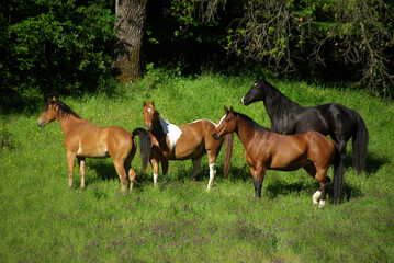 Horses Standing in Green Wooded Pasture