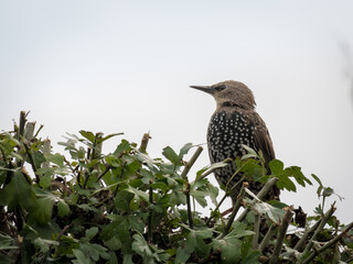 Starling on a garden hedge