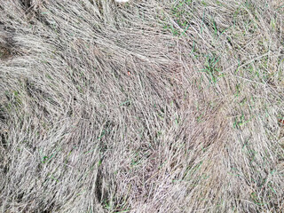 texture of dead grass field