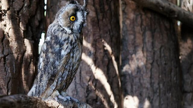Long Eared Owl resting on a tree trunk in a wood