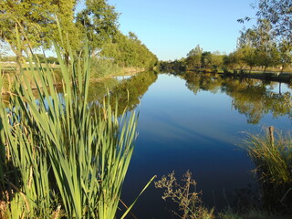 reeds in the water