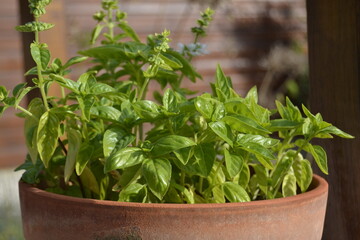 fresh herbs in a pot