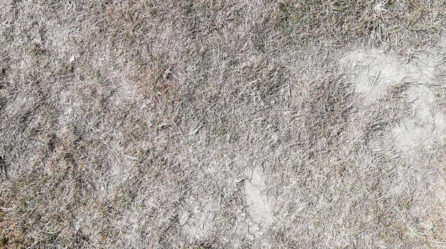 texture of dead grass field