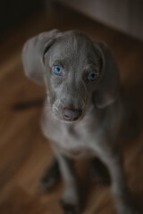 Weimaraner dog puppy over on wooden floor background