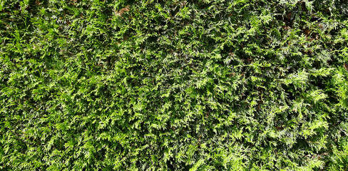 background of green leaf wall	