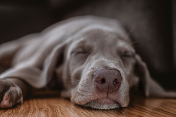 puppy weimaraner dog sleeping peacefully while dreaming
