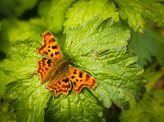 Comma butterfly on a green leaf