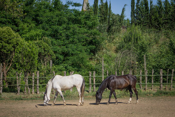 Obraz premium Horses in a farm and in the middle of the forest 