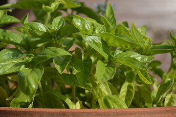 basil in a pot