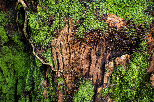 Termite Path On Bark And Moss, Termites Are Eusocial Insects That Are Classified At The Taxonomic Rank Of Infraorder Isoptera