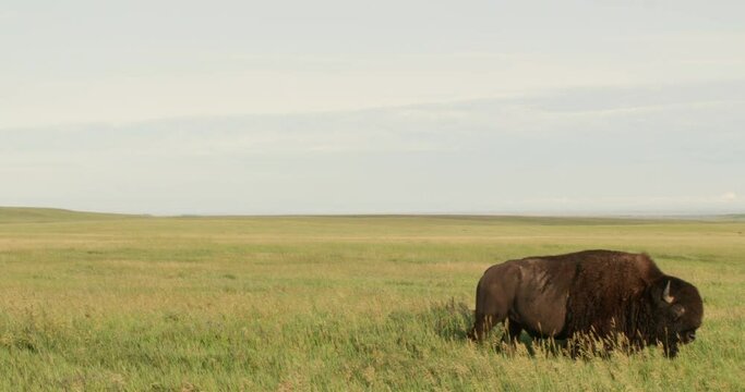 American bison walking in grassland