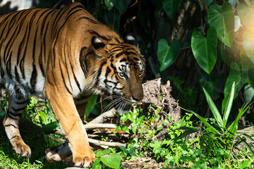 Young tiger is creeping for prey / wild animal in nature