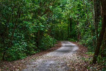 Fototapeta na wymiar Path in the natural forests of Thailand