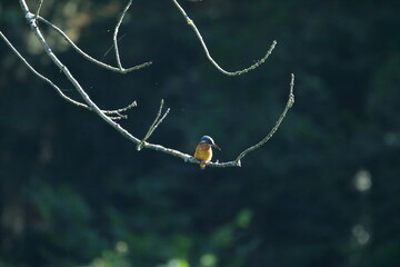 Eisvogel im Nationalpark Sächsische Schweiz