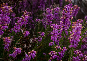Close up of heather in bloom