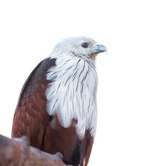 The brahminy kite (Haliastur Indus), also known as the red-backed sea-eagle, is a medium-sized bird of prey. They are found in the Indian subcontinent, Southeast Asia, and Australia.