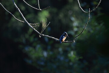 Eisvogel im Nationalpark Sächsische Schweiz