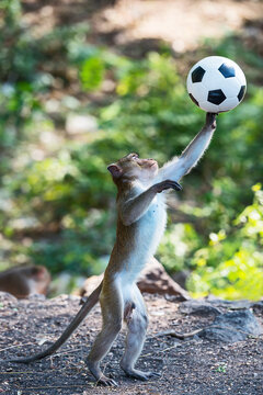 Little monkey playing soccer ball