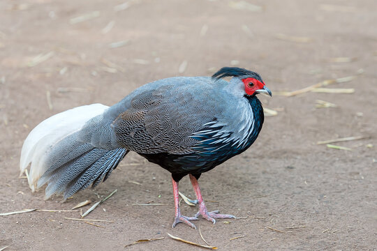 Siamese fireback (Lophura diardi) is a national bird of Thailand in natural habitat.